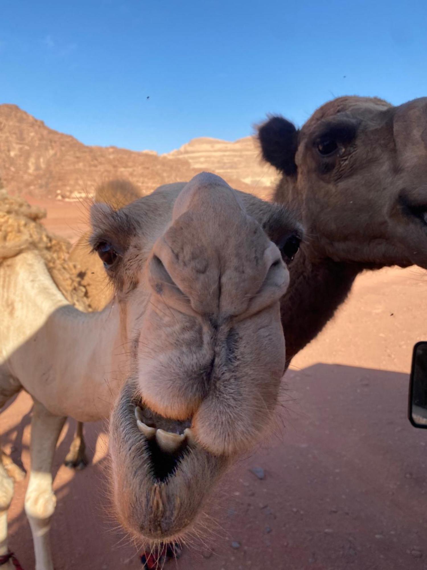 Wadi Rum Desert Heart Camp Hotel Luaran gambar