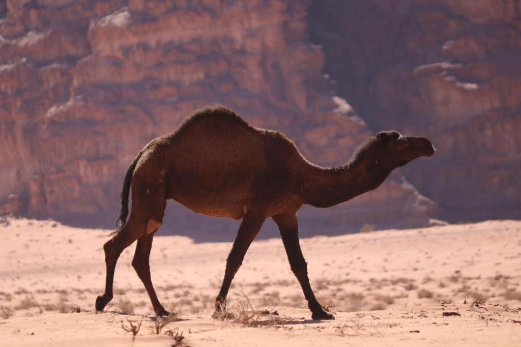 Wadi Rum Desert Heart Camp Luaran gambar